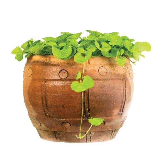 Gotu kola is a creeping plant, so placing it in an area where it can have some free range is helpful.
